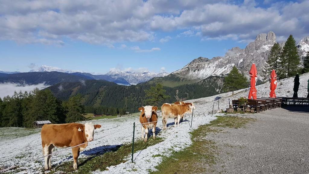 Haus Birkenheim Lägenhet Filzmoos Exteriör bild